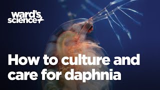 Caring and Culturing for Daphnia [upl. by Lleznol148]