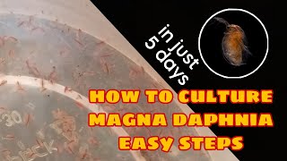 How to Culture Magna Daphnia Easily [upl. by Chic291]