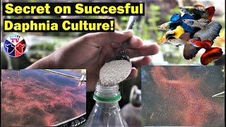 How to Culture Daphnia Successfully [upl. by Sang]