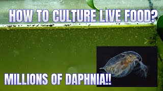 How to Culture Daphnia Secret Method to Breed MILLIONS  Simply Aquatic [upl. by Atekihs]