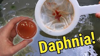 How I Culture Daphnia In Outdoor Tubs [upl. by Nelyahs240]