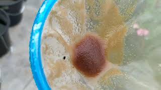 How to culture daphnia moina in a small container Part 1 English Subtitle [upl. by Atelahs]