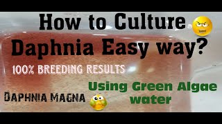 Daphnia MagnaHow to Culture Daphnia Easy wayCulturing Daphnia using Green water Daphnia [upl. by Priest]