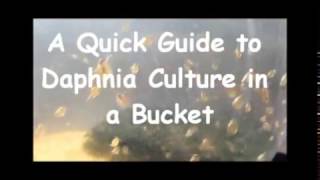 How to culture daphnia outside [upl. by Ssenav]