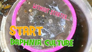 How to culture daphnia moina the easy way 1  Starting the Daphnia culture [upl. by Lantha]