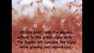 Daphnia  How to grow daphnia in your home [upl. by Eycal]