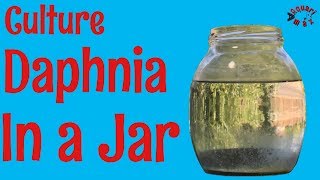 How to Culture Daphnia in a Jar [upl. by Neel]