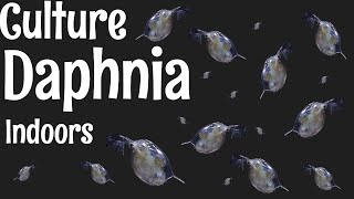 How to Culture Daphnia [upl. by Yecats38]