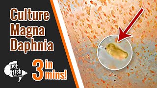 How to culture DAPHNIA MAGNA  The easy way [upl. by Harry]