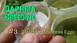 Daphnia Culture made simple and easy 3  Hatching Daphnia eggs [upl. by Aden]