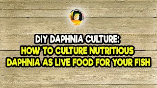 DIY Daphnia Culture How to Culture Nutritious Daphnia as Live Food for Your Fish [upl. by Fachini]