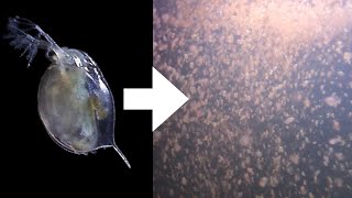 How I Culture Daphnia [upl. by Leoline129]