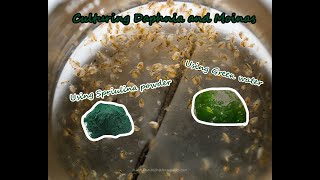 How To Culture Daphnia and Moinas using Green Water Spirulina powder [upl. by Nimoynib991]