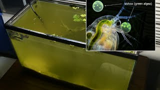 Raising Daphnia for the Freshwater Aquarium [upl. by Assilana]