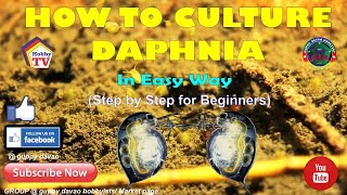 HOW TO CULTURE DAPHNIA In Easy Way [upl. by Foy]